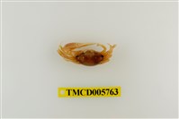 藏品(屠氏管招潮蟹)的圖片